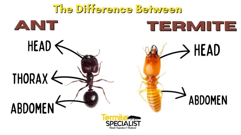 Termite Vs Ant: 7 Easy Ways To Spot Their Differences