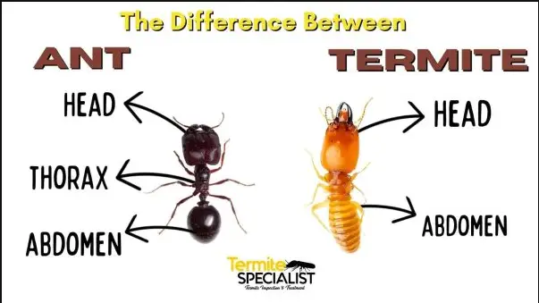 termite vs ants