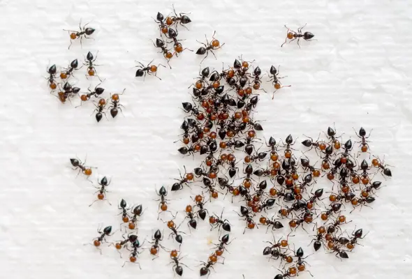 An image of an ant colony in a home.