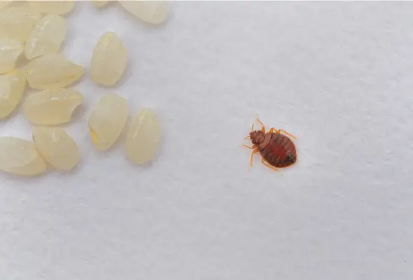 A potential sign of a bed bug infestation.