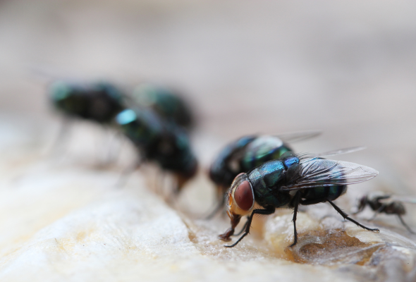 A close-up of flies on a food source, highlighting the risk of contamination