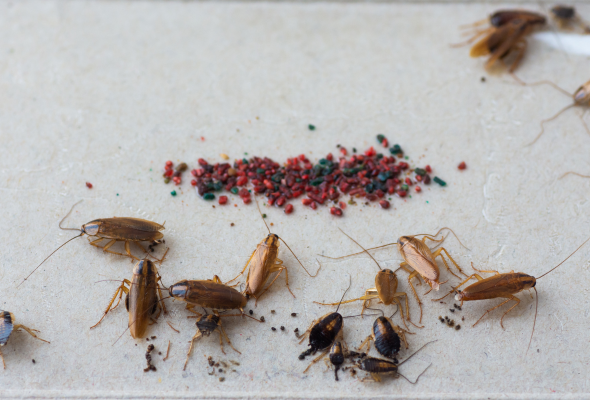 Multiple cockroaches gathered around a bait station for f&b pest control service page