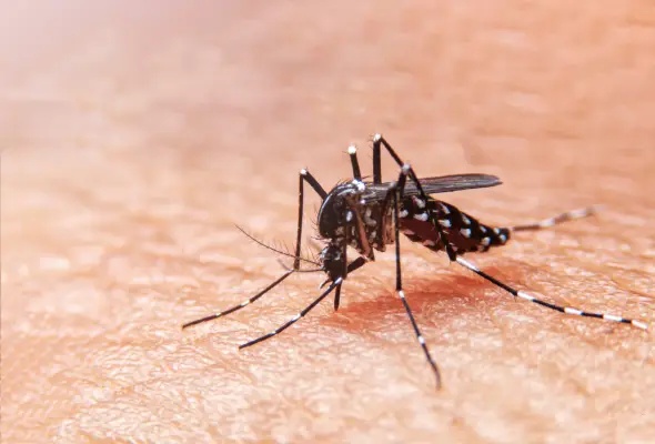 Close-up of an Aedes mosquito feeding on human skin