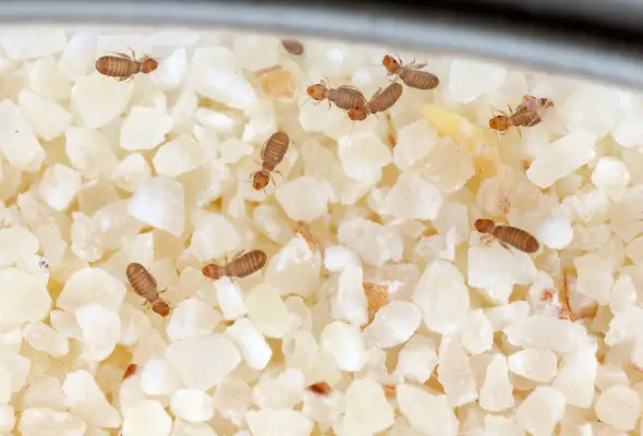 Tiny insects, likely booklice, feeding on a food source