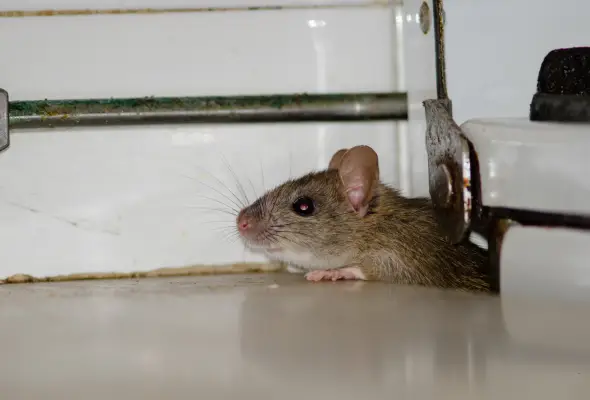 A close-up of a mouse peeking out from a hidden spot.