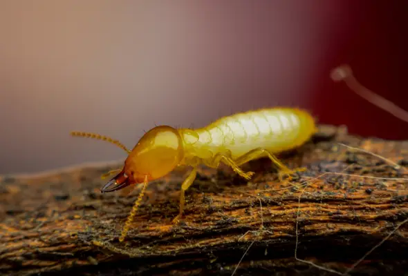 A potential sign of a termite infestation.uses on Pest Control service in Singapore page