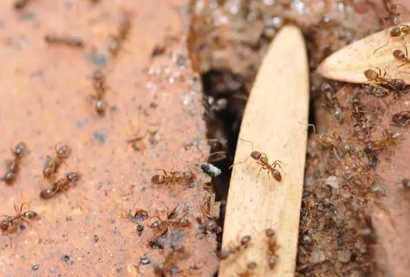 some of Argentine Ants playing in a white wood piece Ants in Singapore