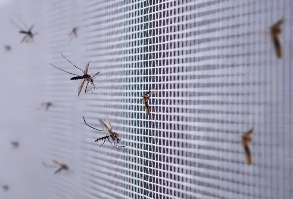 A close-up of mosquitoes trapped on a window screen