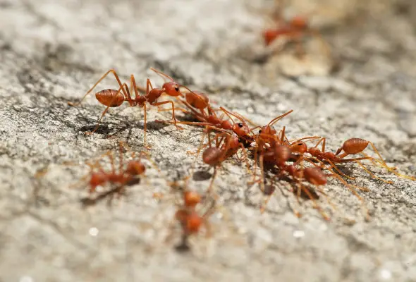 Fire Ants in the groud red colour found in the termite specialist inspection in Singapore