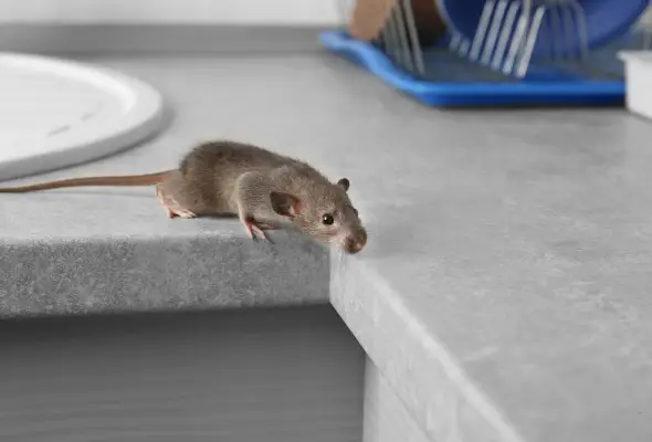 A mouse on a kitchen countertop in a home. to describe the Types of rodents in Singapore