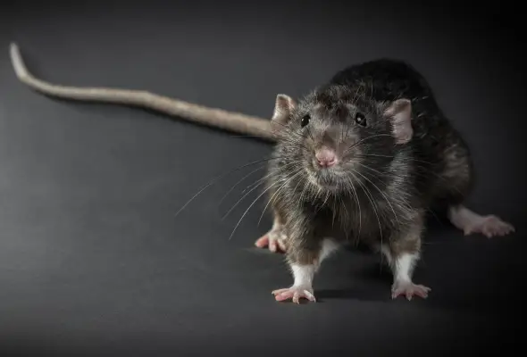 A close-up of a black rat on a dark background.