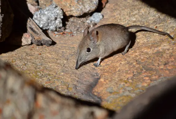 A photo of Suncus murinus to describe Rat infestation