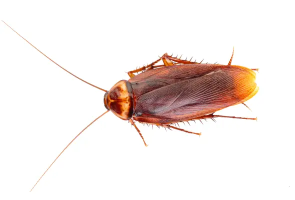 An American Cockroach in white background