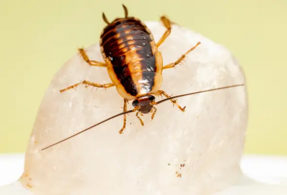 Close-up of a German cockroach, a common household pest, on a white surface.