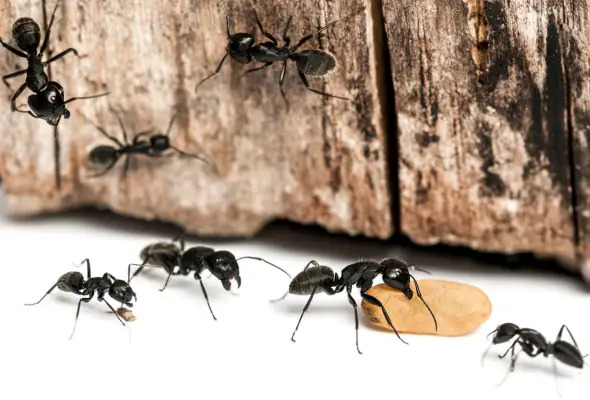 5 black Carpenter Ants in a corner which found when termite specialist singapore ins[ection