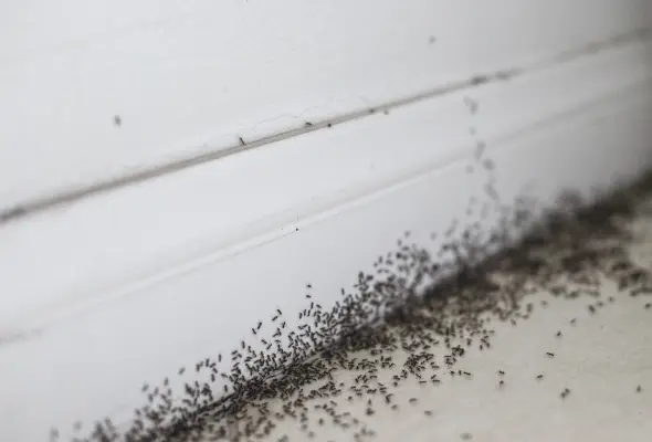 many Crazy Ants found in the white wall corner in singapore Ants pest control