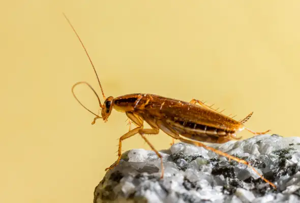 A German Cockroach in Yellow background