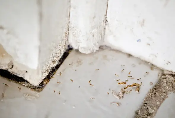 Pharaoh Ants in A residential home corener by the inspection of termite specialist sg