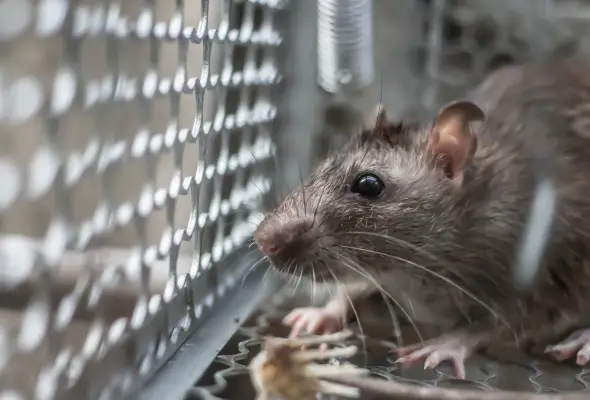 A close-up of a rat caught in a metal trap.