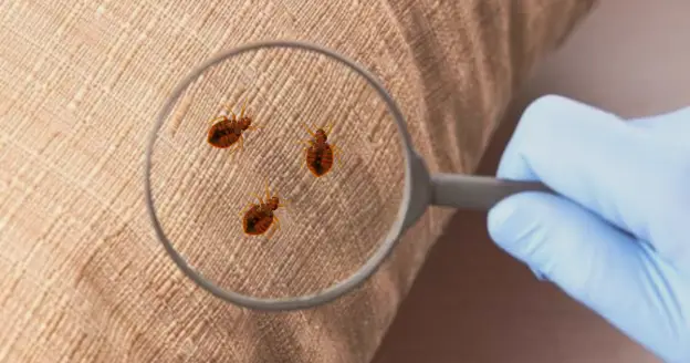 A close-up photo showing a magnifying glass being used to inspect a fabric surface for bed bugs. Multiple bed bugs are visible under the magnifying glass. the termite spcialist describe How to Check for Bed Bugs