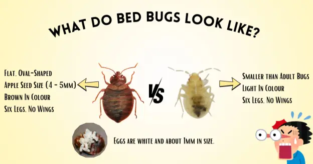 A diagram illustrating the differences between adult bed bugs and bed bug nymphs. Key characteristics like size, color, and egg appearance are highlighted.