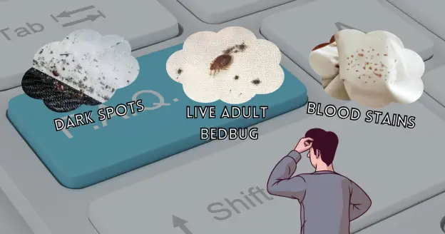 A keyboard with three images of bed bug signs: dark spots, live adult bedbugs, and blood stains. A person is looking at the keyboard with a confused expression.