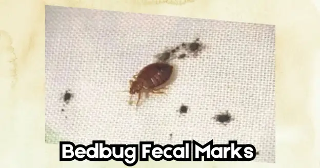 bed bugs Fecal marks