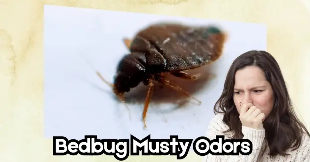 A women facing Musty Odors of bed bugs