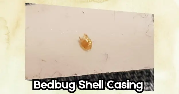 a BED BUGS Shell Casings in whicte backgrounds