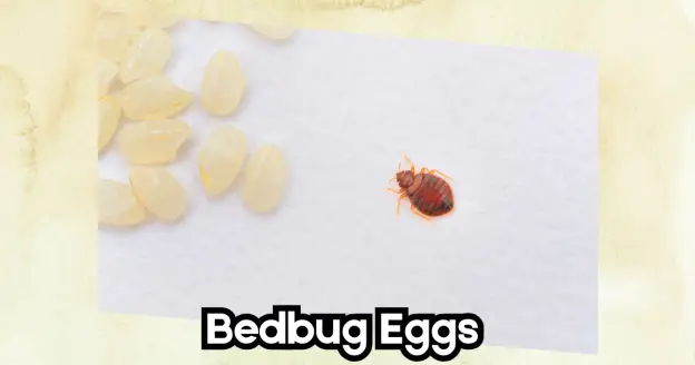 couple of bed bugs eggs with a mother bedbugs 